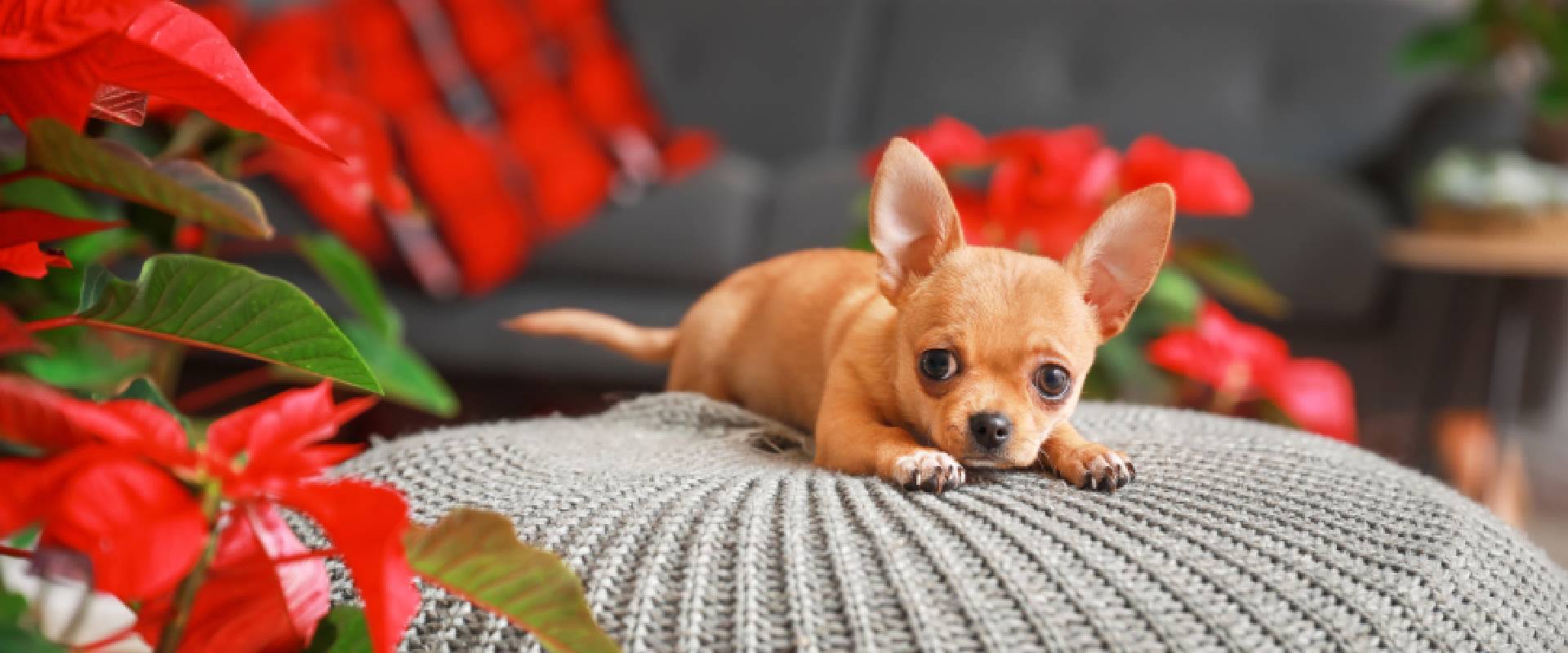 Dog eats sale poinsettia